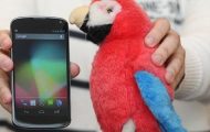 LG Nexus - Man Holding LG Nexus With Parrot Beside It - Droid Views