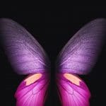 purple butterfly wallpapers