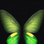 green-yellow butterfly wallpaper