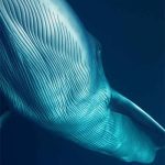 Smart X9 blue whale wallpaper