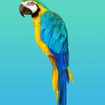 interest parrot wallpaper