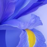 xiaomi blue flower wallpaper