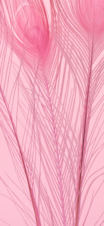 lg g7 fit feather wallpaper